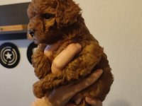 Toy poodle yavrular 2 kg mi geçmez