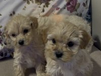 Irk ve sağlık garantili maltipoo yavrularımız
