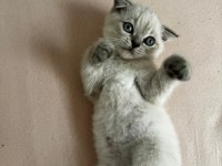 Bücür scottish fold iki buçuk aylık