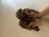 YENİ YIL ŞEKERLERİ POODLE KÖPEKLER SİZLER İÇİN HAZIR