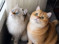 Çok Nadir Mavi Gözlü Golden British Shorthair Yavrular