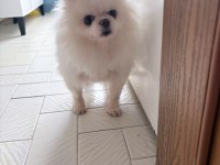 Pomeranian boo köpeği