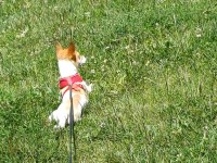 10 aylık jack russell yavrumuz