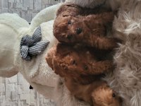toy poodle yavru köpeklerimiz