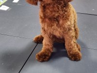 Toy Poodle 8 Aylık Dişi