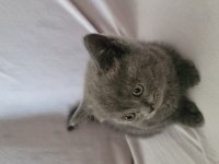 Güzel british shorthair yavrular