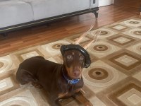 4.5 AYLIK DÜNYA TATLISI SAF KAN DOBERMAN KIZIM HERA