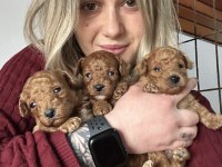 Renk Renk Toy Poodle Yavrular