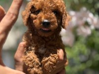 Tatlı yavru poodle köpeği