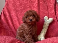 Red Brown Orjinal Toy Poodle Bebekler