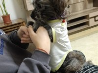 Köpeğimizi sahiplendirme