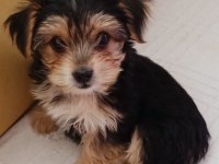 2 aylık dişi yorkshire terrier