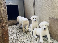 Akbaş Çoban Köpeği