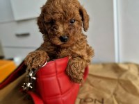 Toy poodle kore ve kore kan yavrular