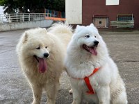 TR ŞAMPİYONU YAVRUSU, MÜKEMMEL KALİTE DİŞİ SAMOYED