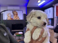 Beyaz tüy dökmez maltipoo bebekler