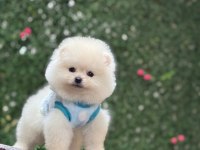 Pomeranian bebekler