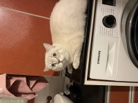 İzmir içi british shorthair