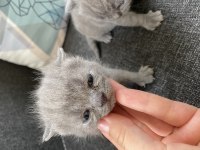 Safkan British Shorthair