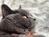 Erkek british shorthair