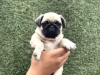Irk Ve Sağlık Garantili Pug