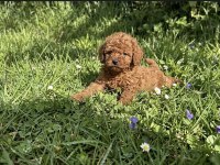 SAFKAN KORE TOY POODLE