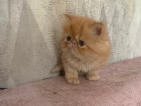 Portakal gibi prenses İran kedisi