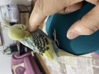 Güzel bir yavru muhabbet kuşu