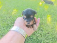 Bir avuç mutluluk köpeğimiz