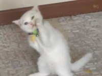British shorthair İncimize yeni Aile arıyoruz