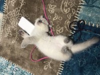 5 aylık oyuncu scottish fold