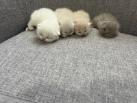 British Shorthair Yavrularım Yuvalarını Bekliyor
