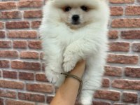 Pomeranian boo teacup dişi