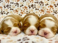 Muhteşem anatomiye sahip şecereli cavalier king charles