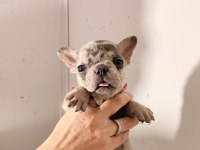 French bulldog yavrularımız
