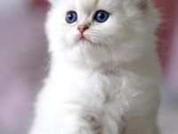 Benzeri Olmayan NS1133 British Longhair 