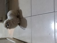PEKİNEZ YAVRULARI