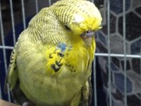 Şov jumbo muhabbet kuşu