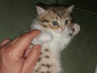 British shorthair kedimiz