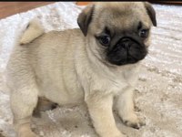 Pug Safkan