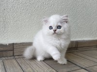 Tatlı pamuk şeker british oğlumuz