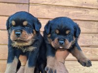 A şecereli Yavrular Macar Koca kafa küt burun rottweiler