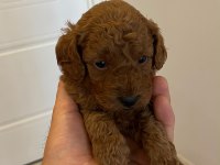 Garantili Toy Poodle yavrular