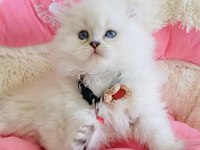 Maviş point British Longhair bebeklerım 