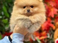 Safkan orjinal pomeranian boo şecereli yavrular