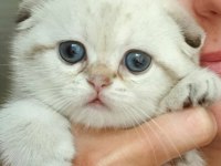 Mini Maviş Scottish Fold