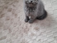 Kucuk Scottish Fold Minnaklarim