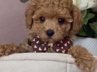 APRİCOT TOY POODLE BEBEKLER
