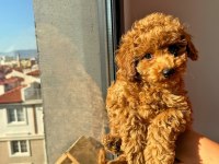 Dişi toy poodle
