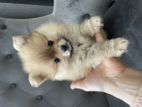 Dişi minik pomeranian